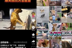 方言搞笑配音项目思路,小白都能轻松上手的简单副业!无私分享给你!